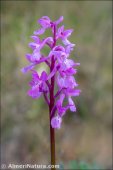Androrchis mascula