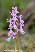 Androrchis mascula