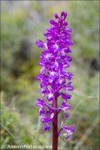 Androrchis mascula