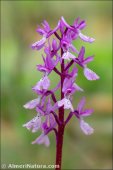 Androrchis olbiensis