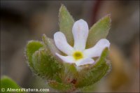 Androsace maxima