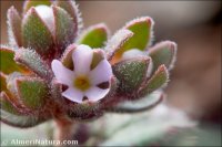 Androsace maxima