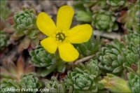 Androsace vitaliana
subsp. assoana