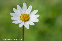Anthemis arvensis
subsp. incrassata