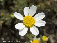 Anthemis pedunculata