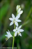 Anthericum baeticum