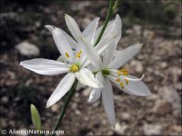 Anthericum liliago