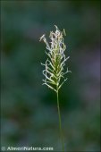 Anthoxanthum odoratum