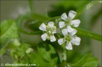 Anthriscus caucalis