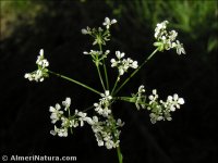 Anthriscus sylvestris