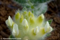 Anthyllis vulneraria
ssp reuteri