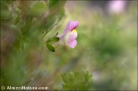Antirrhinum charidemi