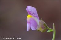 Antirrhinum charidemi