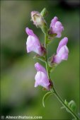 Antirrhinum hispanicum