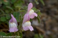 Antirrhinum hispanicum