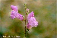 Antirrhinum litigiosum
