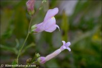 Antirrhinum litigiosum