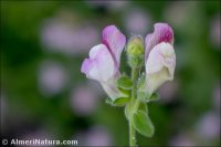 Antirrhinum mollissimum