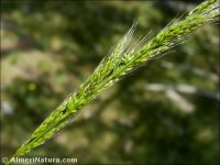 Apera interrupta