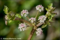 Apium graveolens