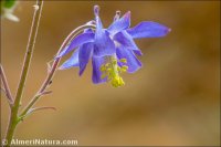 Aquilegia vulgaris
subsp. nevadensis