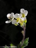 Arabis alpina
