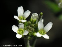 Arabis auriculata