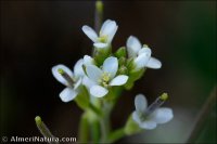 Arabis nova subsp. iberica