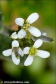 Arabis parvula