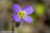 Arabis verna