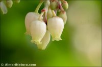 Arbutus unedo