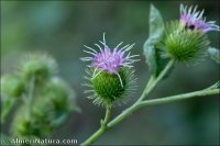 Arctium minus