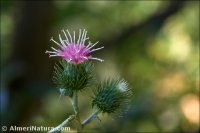 Arctium minus