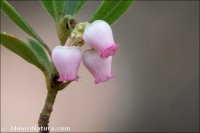 Arctostaphylos uva-ursi