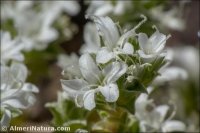 Arenaria arcuatociliata