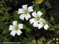 Arenaria funiculata