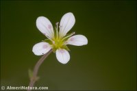 Arenaria grandiflora