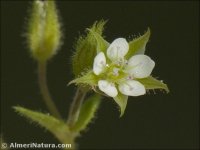 Arenaria leptoclados