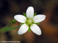 Arenaria modesta
ssp tenuis