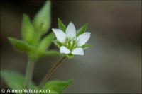 Arenaria serpyllifolia