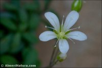 Arenaria suffruticosa