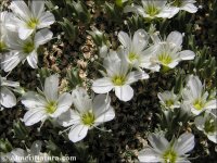 Arenaria tetraquetra
ssp amabilis