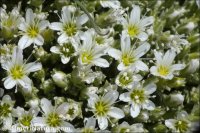 Arenaria tetraquetra
ssp murcica