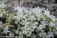 Arenaria tomentosa