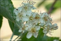 Aria edulis