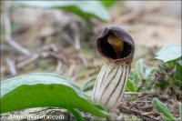 Arisarum simorrhinum