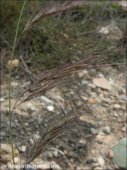 Aristida coerulescens