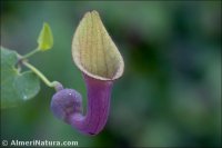 Aristolochia baetica