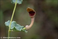 Aristolochia pistolochia