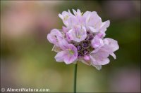 Armeria bourgaei